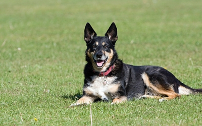 image for Celebrate National Mutt Day July 31st!